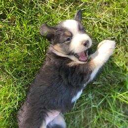 Miniature Australian Shepherds from Raimann Aussies