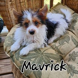 Merlin - Parti Yorkshire Terrier puppy in Brooksville, Florida from Wild Azalea Yorkies on FB