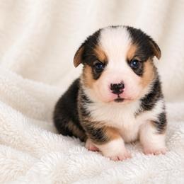 Pickle - Black and tan male Pembroke Welsh Corgi puppy in Beggs, Oklahoma from Blue Diamond Corgi’s