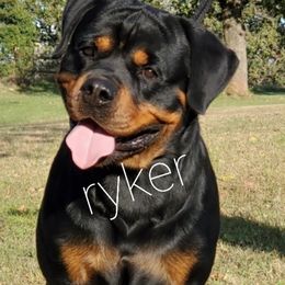Miniature Schnauzers and Rottweilers from Rough Creek Kennels