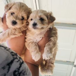 Maltese, Maltipoo, and Poodle Puppies from Healing Pawz LLC