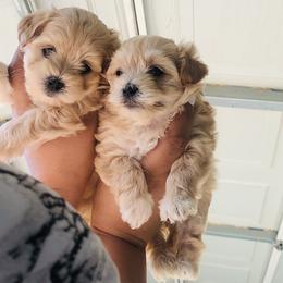 Maltese, Maltipoo, and Poodle Puppies from Healing Pawz LLC