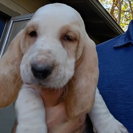 Girl 6 - female Basset Hound puppy in Richland Hills, Texas from The Basset Family