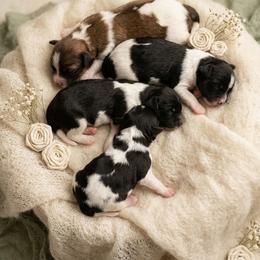 Boy 2 - Black and white male Shih Tzu puppy in Chipley, Florida from Shih Tzu Babies