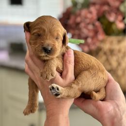 Dopey- Green - Apricot male Goldendoodle puppy in Bay City, Texas from Charming Doods Goldendoodles