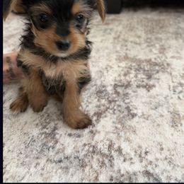 Goose - Chocolate, tan and white male Yorkshire Terrier puppy in Sparks, Nevada from Barter Town Yorkies