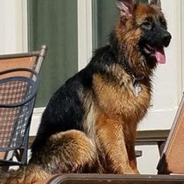 German Shepherds from Cheryl Fedak's German Shepherds