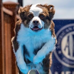 Rue - Australian Shepherd