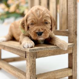Surfer - Apricot male Goldendoodle puppy in Queen Creek, Arizona from Goldendoodle AZ