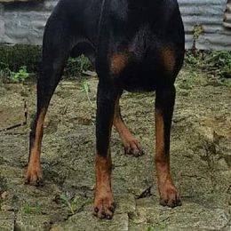 Doberman Pinscher Puppies from RMH Dobermans