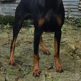 Doberman Pinscher Puppies from RMH Dobermans