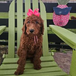 Pink female - Red  female Goldendoodle puppy in Haughton, Louisiana from Bailey’s Cajun Canines