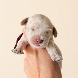 Dolly (Parton) - Caramel cream female Australian Labradoodle puppy in Millville, California from Hope Lane Kennels