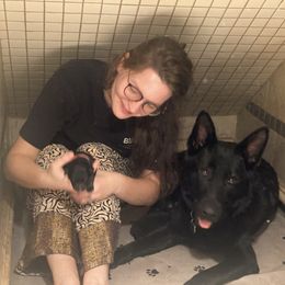 German Shepherd Puppies from Ransomshire Shepherds