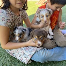 Miniature American Shepherd puppies from Starry-Eyed Mini Aussies with Tails