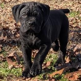 Yellow boy - Black male Cane Corso puppy in Westminster, South Carolina from Regal Guardian Cane Corso