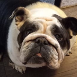 Bella - Bulldog