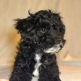 Zuckerman - Black white and tan male Cockapoo puppy in Saint Louis, Missouri from Jax Doodles