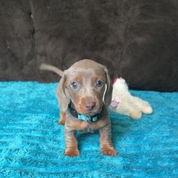 George - Fawn (Isabella) male Dachshund puppy in Grass Valley, California from Mis Doxie