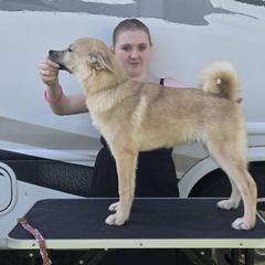 Sargent - Wheaten male Norwegian Buhund puppy in Lawton, Michigan from J-Lyn