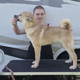 Sargent - Wheaten male Norwegian Buhund puppy in Lawton, Michigan from J-Lyn