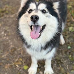 Moira - Siberian Husky