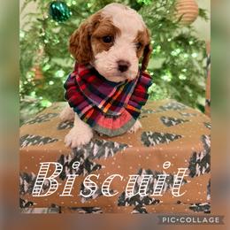 Biscuit - Blenheim male Cavapoo puppy in Chattanooga, Tennessee from Scenic City Doodles