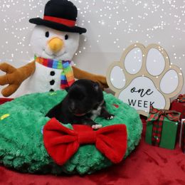 Snicker - Black and tan parti male Pomeranian puppy in Concord, California from Eelan’s Poms