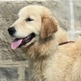 Jenny - Golden Retriever
