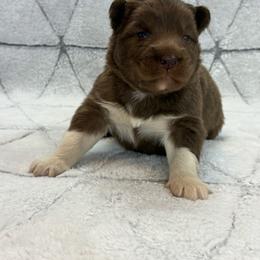 Boy 1 - Black male Siberian Husky puppy in Tulsa, Oklahoma from EvergreenEliteKennel