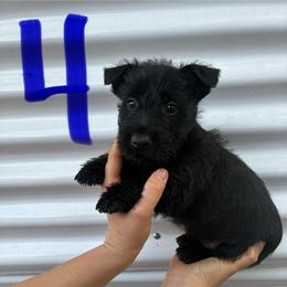 Caleb - Black male Scottish Terrier puppy in Chattanooga, Tennessee from Oodles of Cuties!