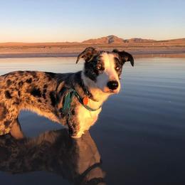 Border Collie Puppies from Lil Maine Border Collies