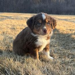 Casanova - Red tri male Miniature Australian Shepherd puppy in Pinnacle, North Carolina from Higher Elevations Mini Aussies