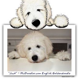 Goldendoodle and Schnoodle Puppies from Moss Creek Goldendoodles