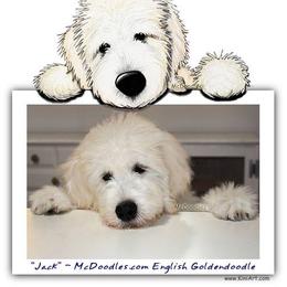 Goldendoodle and Schnoodle Puppies from Moss Creek Goldendoodles