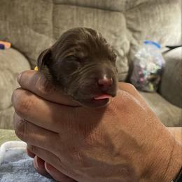 Tyler - Chocolate male Labrador Retriever puppy in Port Orchard, Washington from Lea's Labrador Retrievers