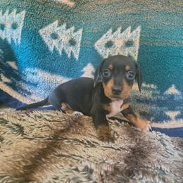 Spot - Black and tan male Dachshund puppy in Opelika, Alabama from Dachshund Darlins