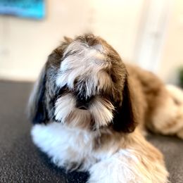 Shih Tzu Puppies from The Shih Tzu Life