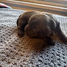 Thumper - Liver male Shih Tzu puppy in Jones, Oklahoma from J&R Aussies/Shih Tzu