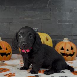 Wednesday - Black female Dachshund puppy in Goodyear, Arizona from AZ Royal Doxies llc