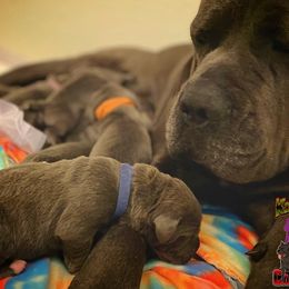 Cane Corso Puppies from Killing Joke Cane Corsos