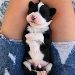 Domino - Black and white male Sheepadoodle puppy in Ashton, Idaho from Kerr Kanine Ranch