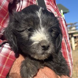 Whoodle Ollie is 6 weeks old - Black male Whoodle puppy in Crawford, Colorado from Saddle Mountain Doodles