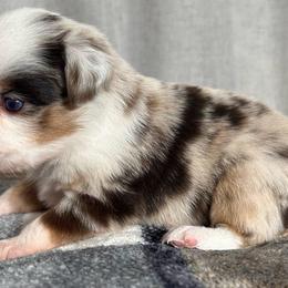 Boy 2 - Red merle male Toy Australian Shepherd puppy in Sulphur, Louisiana from Triple J Aussies and Corgis