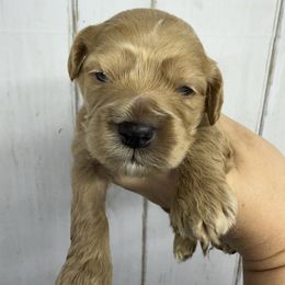 Male 1 - Buff male Cockapoo puppy in Mississippi from Ewing Acres