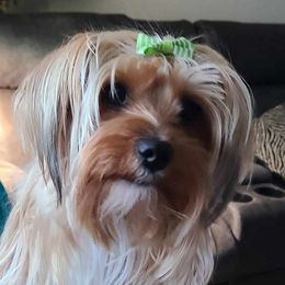 Molly - Yorkshire Terrier