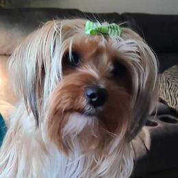 Molly - Yorkshire Terrier