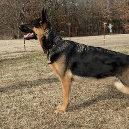 German Shepherd Puppies from Austerlitz German Shepherds