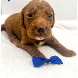 Dracula red abstract - Red  male Goldendoodle puppy in Lewisville, Texas from Zink Doodles