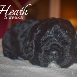 Heath - Black male Cocker Spaniel puppy in Myerstown, Pennsylvania from The Cocker Cingdom